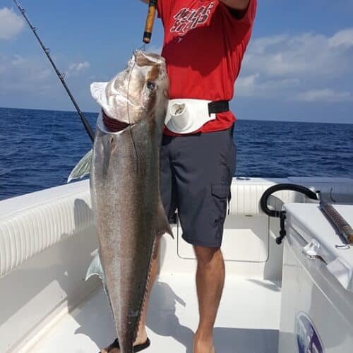 Amberjack Season Is Back August 1st Into The Blue